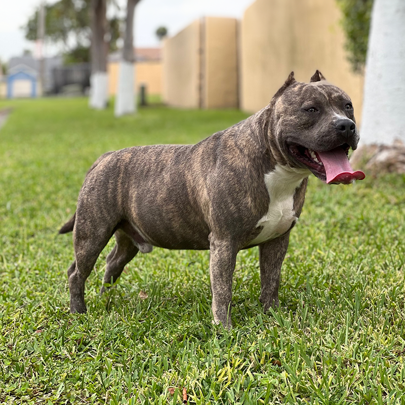 SSKK Bully Puppies For Sale SSKK Bully Puppies For Sale