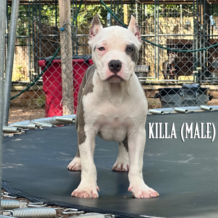 blue brindle pocket bully for sale atlanta