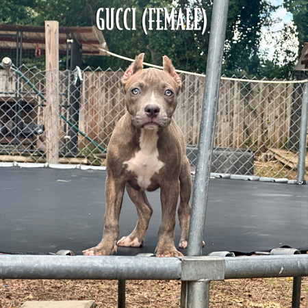 blue brindle pocket bully for sale blue eyes