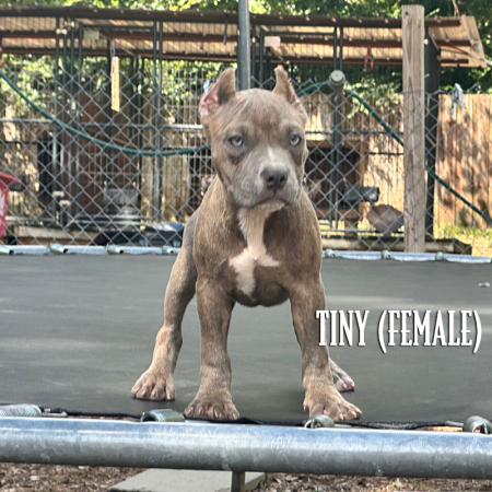 blue brindle pocket bully for sale grey eyes