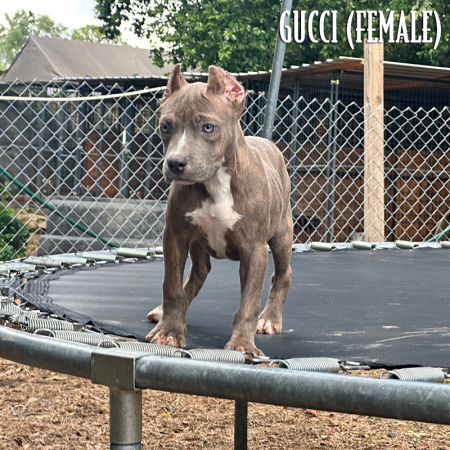 blue brindle pocket pitbull puppy for sale blue eyes