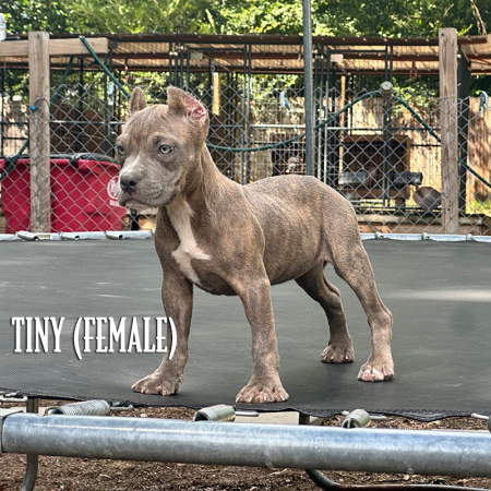 blue brindle pocket pitbull puppy for sale grey eyes