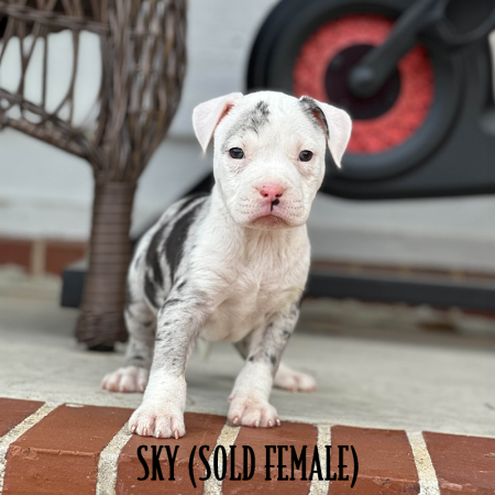 blue merle and white pocket bully for sale