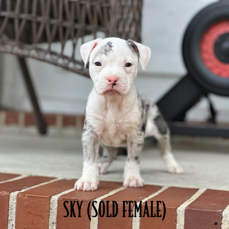 blue merle pocket bully for sale