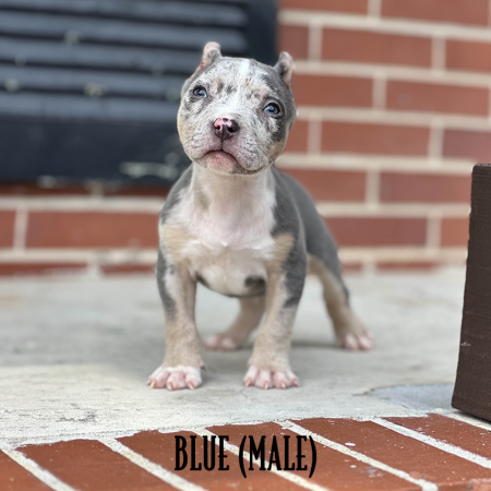 blue tri merle pocket bully for sale