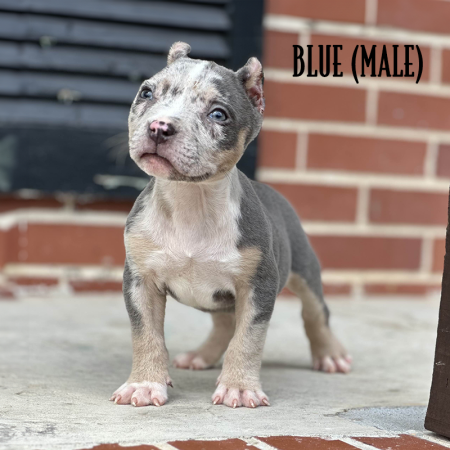 blue tri merle pocket bully puppy for sale