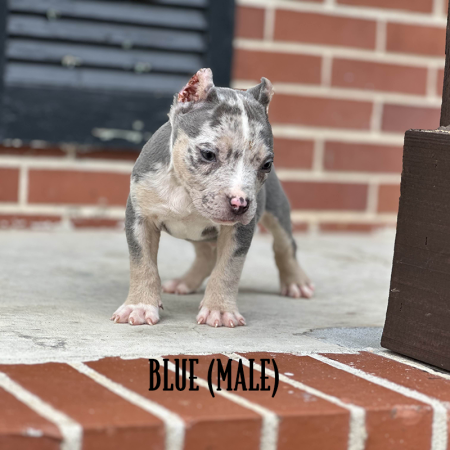 blue tri merle pocket pitbull puppy for sale