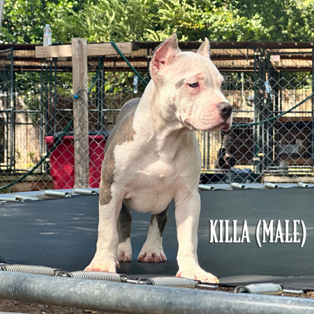 brindle pocket bully for sale new jersey