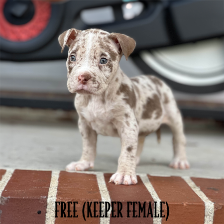 chocolate merle pocket bully for sale