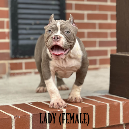 lilac american bully pocket for sale near me