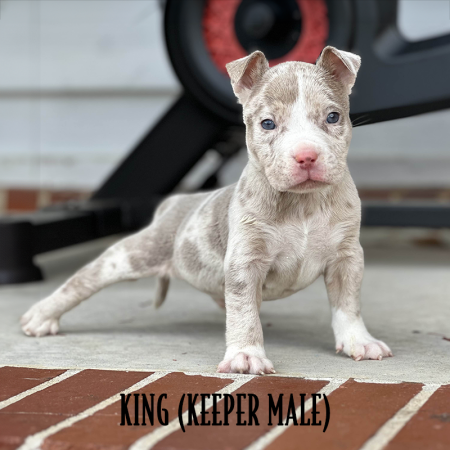 lilac merle pockey bully for sale