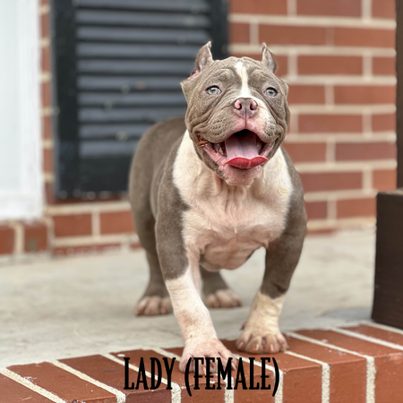 lilac pocket american bully for sale near me