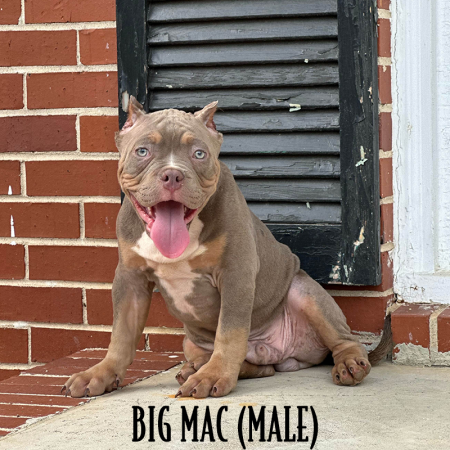 lilac tri american bully pocket for sale near me