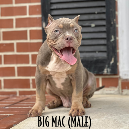 lilac tri pocket bully for sale near me