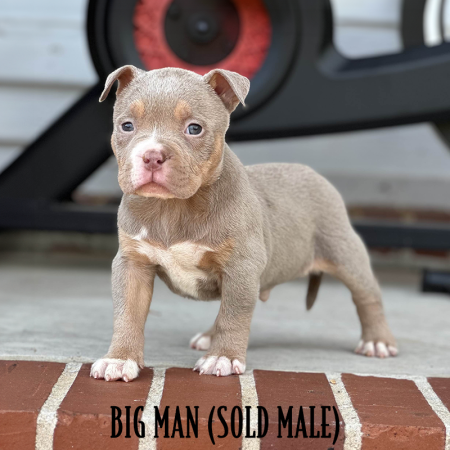 lilac tri pocket bully puppy for sale