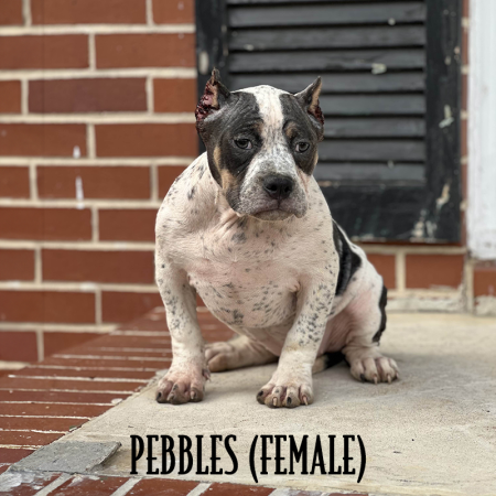 tricolor ticked american bully puppy for sale